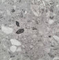 600x600x10mm PORCELAIN TILES - TERRAZZO LIGHT GREY LAPPATO